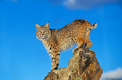 Beautiful eurasian lynx (Lynx lynx) walking on a rock in winter.