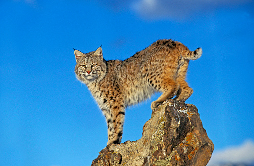 BOBCAT lynx rufus, ADULT STANDING ON ROCK, CANADA