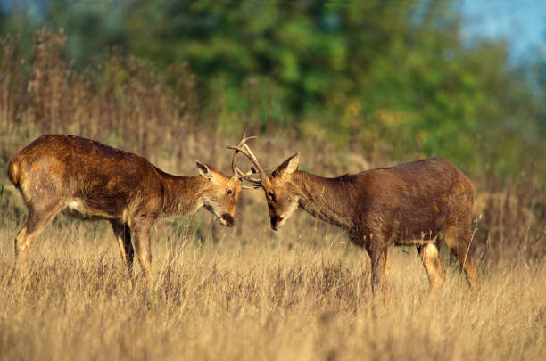 istock BARASINGHA DEER OR SWAMP DEER cervus duvauceli, MALES FIGHTING 1250295055