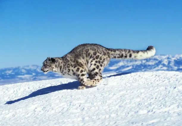 Photo of SNOW LEOPARD OR OUNCE uncia uncia, ADULT RUNNING ON SNOW