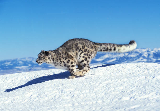 snow leopard or ounce uncia uncia, adult running on snow - snow leopard imagens e fotografias de stock