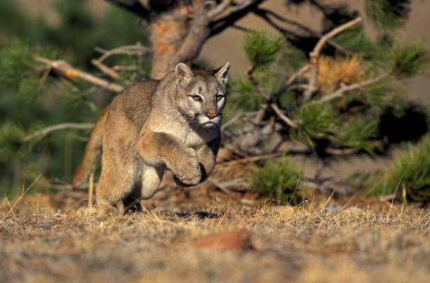 cougar puma concolor, adult running, montana - puma raubkatze stock-fotos und bilder