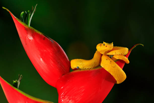 Poison danger viper snake from Costa Rica. Yellow Eyelash Palm Pitviper, Bothriechis schlegeli, on red wild flower. Wildlife scene from tropic forest. Bloom with snake in Central America. Wildlife Costa Rica veneno peligro víbora serpiente de costa rica. pitviper de palma de pestaña amarilla, bothriechis schlegeli, sobre flor silvestre roja. escena de vida silvestre del bosque tropical. florece con serpiente en centroamérica. vida silvestre costa rica
