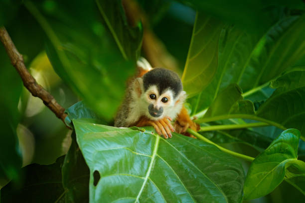 istock Squirrel monkey, Saimiri oerstedii, sitting on the tree trunk with green leaves, Corcovado NP, Costa Rica. Monkey in the tropic forest vegetation. Wildlife scene from nature. Beautiful cute animal. 1250295613