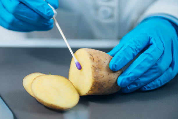 inspetor de segurança alimentar em laboratório, em busca de presença de nitratos em batatas - transgenic cotton - fotografias e filmes do acervo