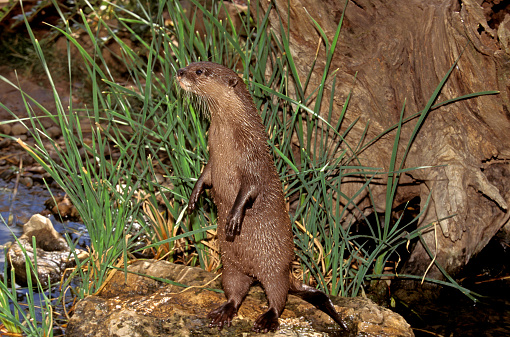 SHORT CLAWED OTTER aonyx cinerea, ADULT STANDING ON HIND LEGS, LOOKING AROUND