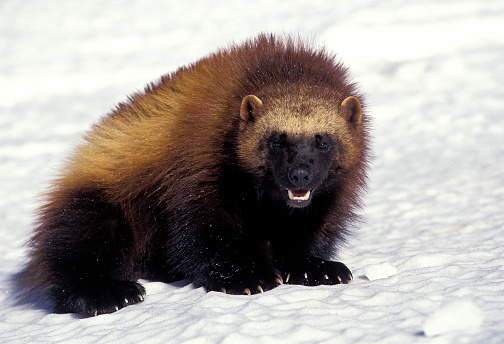 NORTH AMERICAN WOLVERINE gulo gulo luscus, ADULT STANDING ON SNOW, CANADA