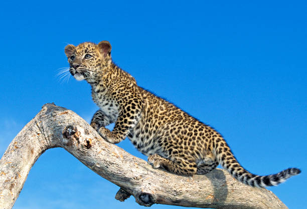 istock LEOPARD panthera pardus, CUB STANDING ON BRANCH 1250295951