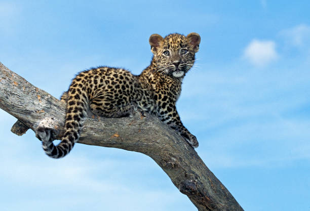 istock LEOPARD panthera pardus, CUB STANDING ON BRANCH, LOOKING OUT 1250295952