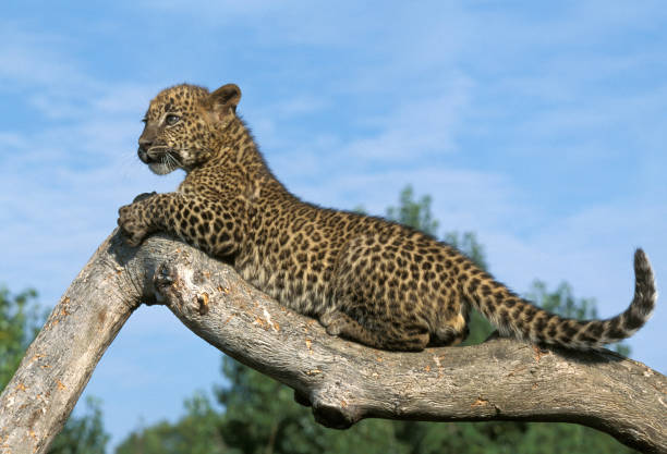 istock LEOPARD panthera pardus, CUB STANDING ON BRANCH 1250295962