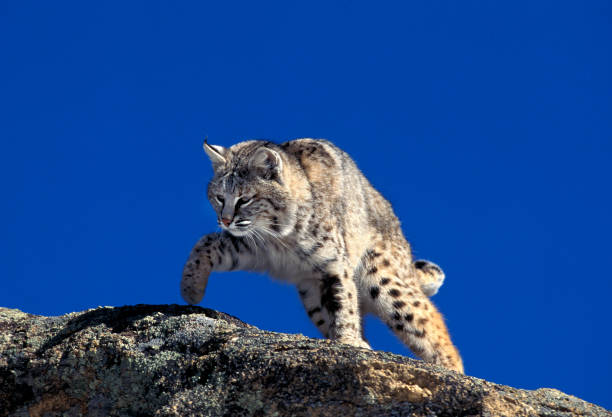 istock BOBCAT lynx rufus, ADULT STANDING ON ROCK, CANADA 1250295990