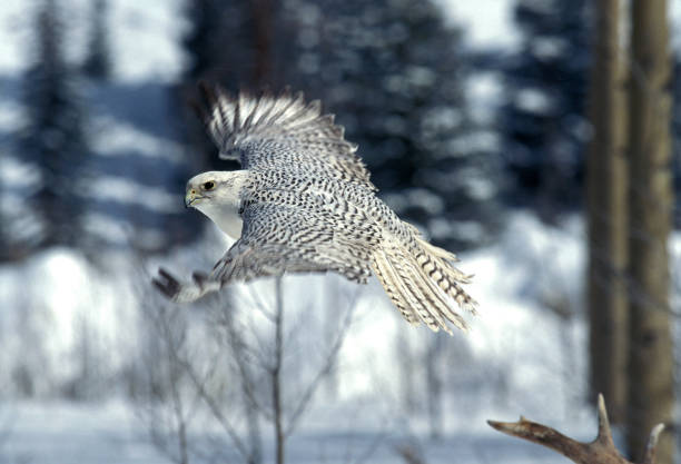 istock GYRFALCON falco rusticolus, ADULT IN FLIGHT, CANADA 1250296009