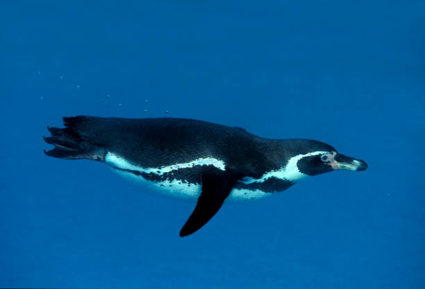 гумбольдт пингвин сфениск гумбольдти, adult swimming, underwater view - humboldt penguin стоковые фото и изображения