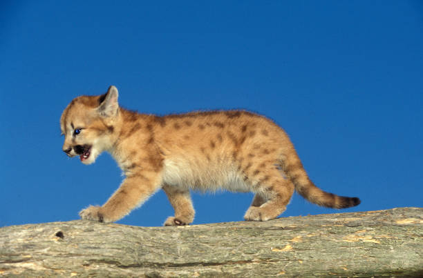 istock COUGAR puma concolor, CUB WALKING ON BRANCH, MONTANA 1250296057