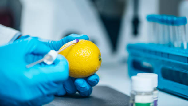 especialista em controle de qualidade de alimentos examinando frutas de limão em laboratório - transgenic cotton - fotografias e filmes do acervo