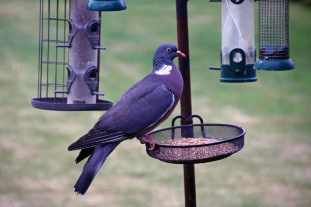 istock A view of a Pigeon 1250296383