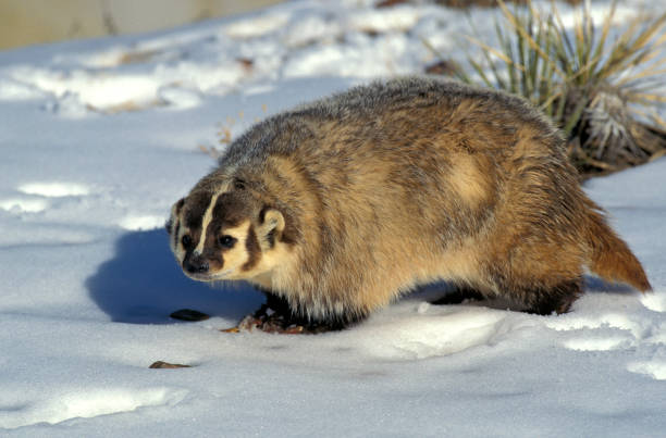 american badger taxidea taxus, adult standing on snow, canadá - texugo americano - fotografias e filmes do acervo