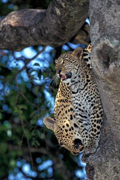 istock LEOPARD panthera pardus, FEMALE WITH CUB STANDING IN TREE 1250297101
