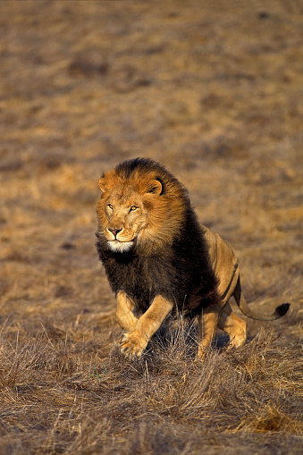 AFRICAN LION panthera leo, MALE RUNNING THROUGH SAVANNAH