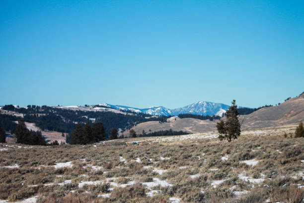istock Montana Mountain Field 1250297187