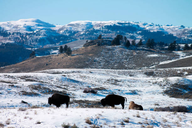 istock Bison in Montana 1250297223