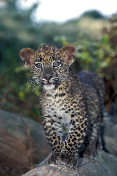istock LEOPARD panthera pardus, CUB STANDING ON BRANCH 1250297235