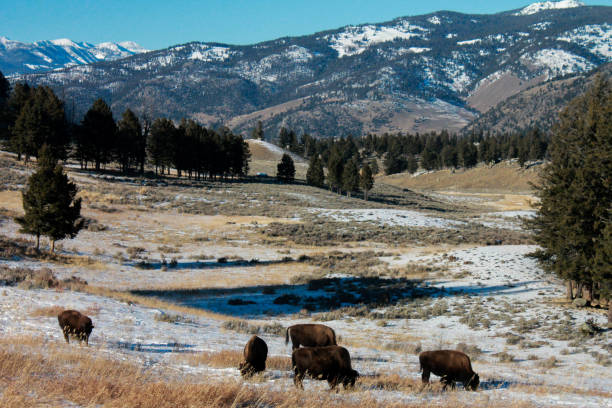 istock Yellowstone National Park Bison 1250297236