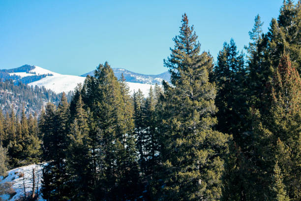istock Montana Mountain Field 1250297238