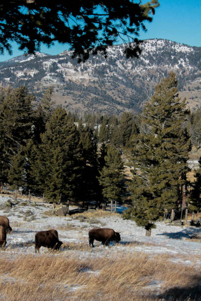 istock Yellowstone National Park Bison 1250297243
