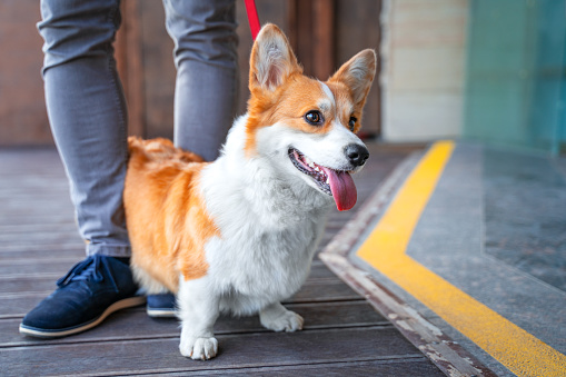 Un hermoso perro Corgi está de pie junto al dueño en una cola o línea de pago cerca de la tienda y sonriente lengua hacia fuera. Una visita a la cafetería o tienda de mascotas que admite perros. photo
