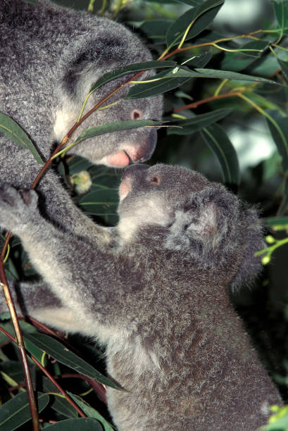 KOALA phascolarctos cinereus, FEMALE WITH YOUNG, AUSTRALIA
