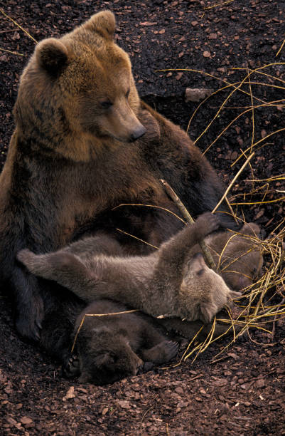 BROWN BEAR ursus arctos, MOTHER WITH CUB