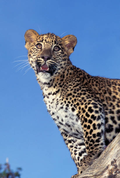 istock LEOPARD panthera pardus, CUB STANDING ON BRANCH 1250299301