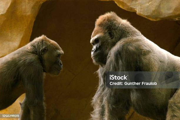 Silverback Gorilla Teaches Younger Gorilla A Lesson Stock Photo - Download Image Now