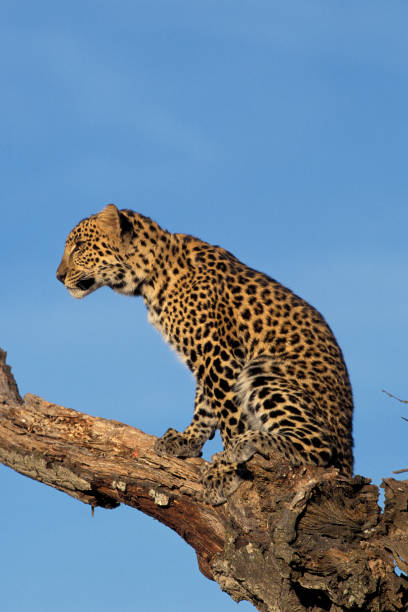 istock LEOPARD panthera pardus, YOUNG STANDING ON BRANCH, LOOKING AROUND 1250299358