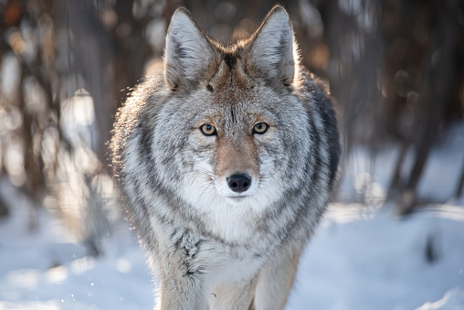 close up photo of a coyote in winter