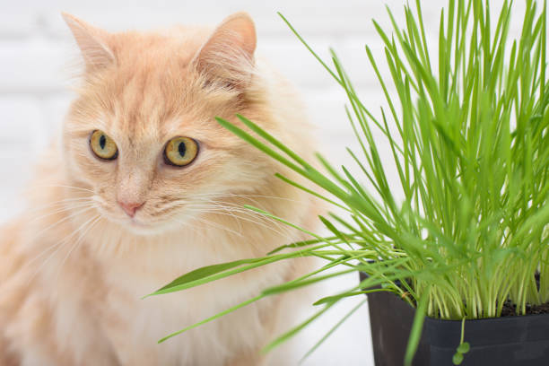 istock A cat sits next to a pot of sprouted oats 1250299872