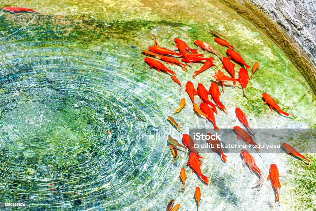 Las Carpas Doradas De Kohaku Y Koi Nadan En Las Aguas Cristalinas De La  Fuente Red Fishes Fondo De Pantalla Creativo Foto de stock y más banco de  imágenes de Carpa Koi -