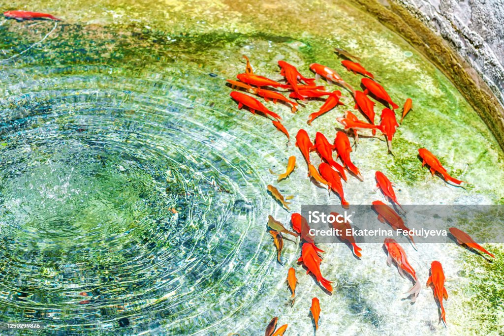 Las Carpas Doradas De Kohaku Y Koi Nadan En Las Aguas Cristalinas De La Fuente Red Fishes Fondo De Pantalla Creativo Foto de stock y más banco de imágenes de Carpa Koi - Las Carpas Doradas De Kohaku Y Koi Nadan En Las Aguas Cristalinas De La Fuente Red Fishes Fondo De Pantalla Creativo Foto de stock y más banco de imágenes de Carpa Koi -