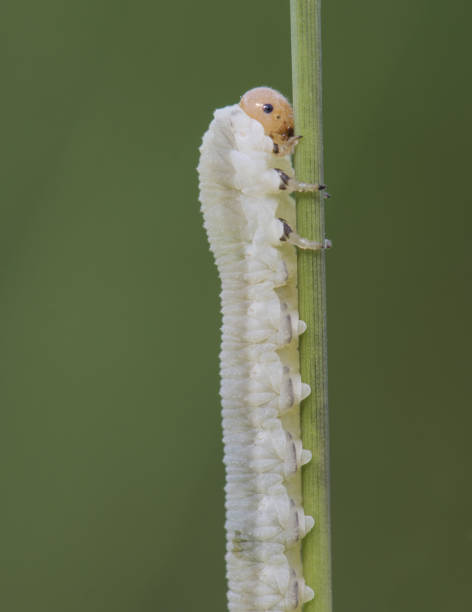 istock Symphyta species larva Sawfly perched on a twig looking caterpillar on unfocused green background 1250300023