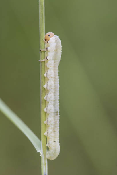 istock Symphyta species larva Sawfly perched on a twig looking caterpillar on unfocused green background 1250300086