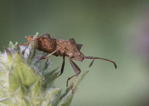 Coreus marginatus the dock bug insect that looks like made of wood in mimetic brown color perched on plants on unfocused green background light by flash