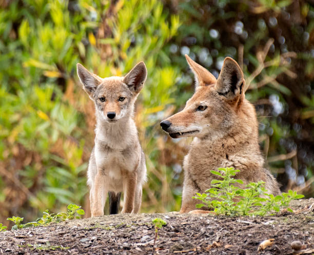 istock Coyote Mother and Pup 1250300118