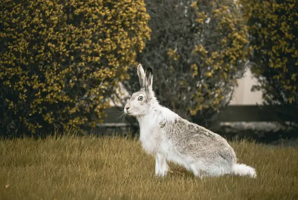 Photo of White-tailed jackrabbit