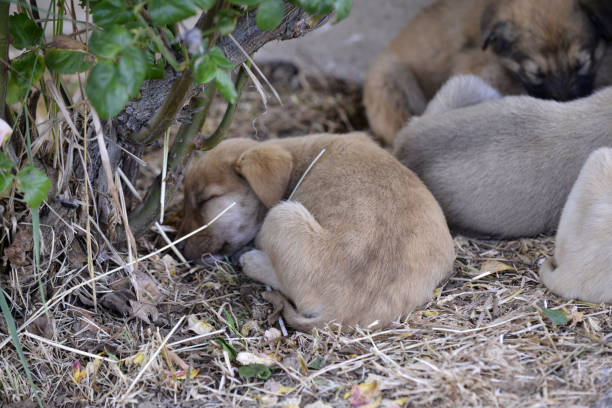 sad look of a stray puppies image.