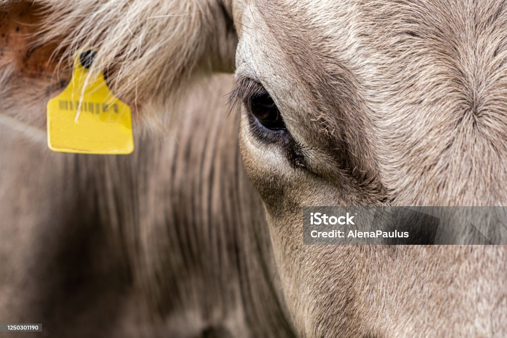 Portrait Close Up of a Caw with yellow ear tag Portrait of a Caw with yellow ear tag Cow Stock Photo
