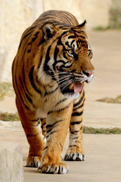 This large Siberian tiger paces back and forth searching for prey or something for dinner.