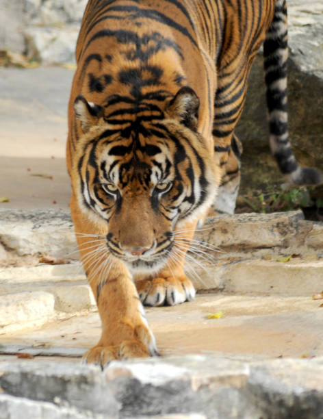 istock A full grown tiger is stalking and has a killer look as he hunts for prey. 1250301209