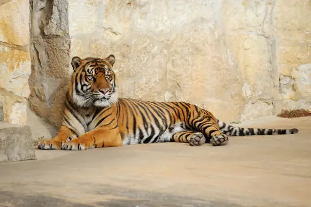 This large Siberian tiger decides to lay down and rest as he watches his enclosure carefully for intruders.