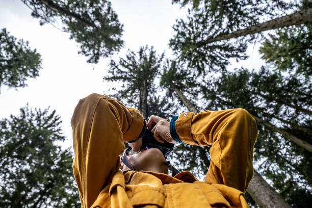 Photographing tree canopies, view from below stock photo